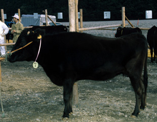 熊野牛