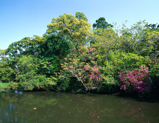 Ukijima-no-Mori Island